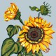 Słonecznik - kwiaty